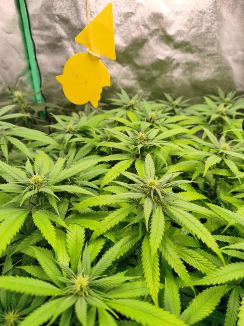 Big Mainline Project. Week 21