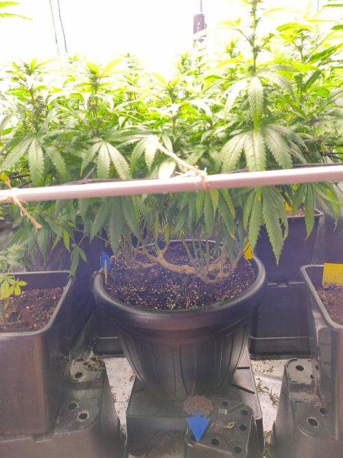 Big Mainline Project. Week 21