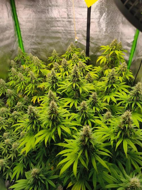 Sommer grow 2026. Week 11
