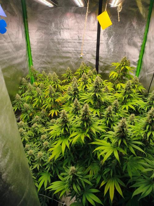 Sommer grow 2026. Week 11