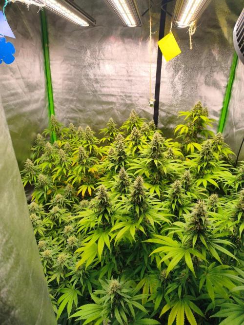 Sommer grow 2026. Week 11
