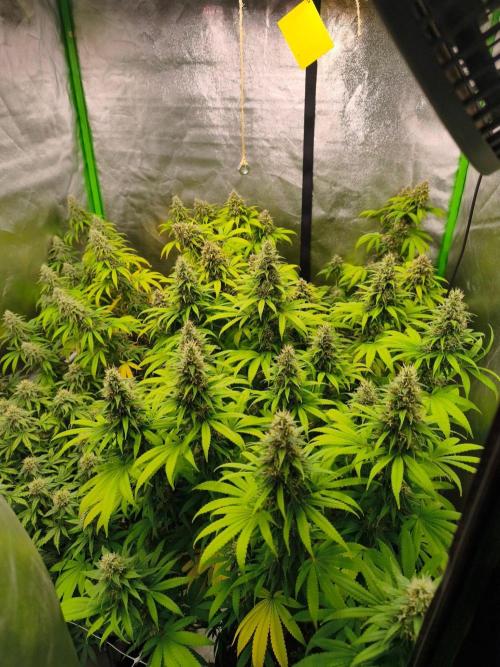 Sommer grow 2026. Week 11