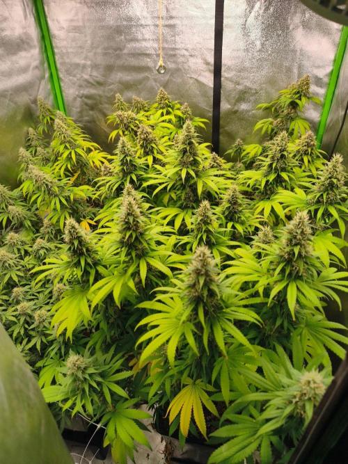 Sommer grow 2026. Week 11