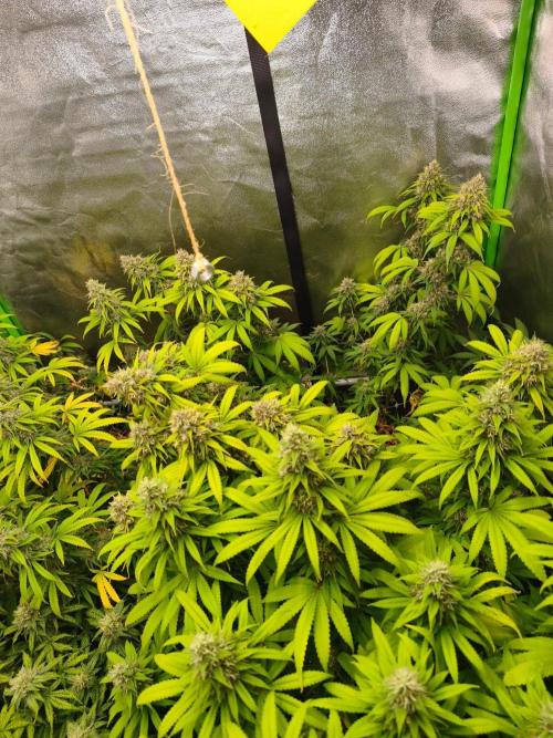 Sommer grow 2026. Week 11