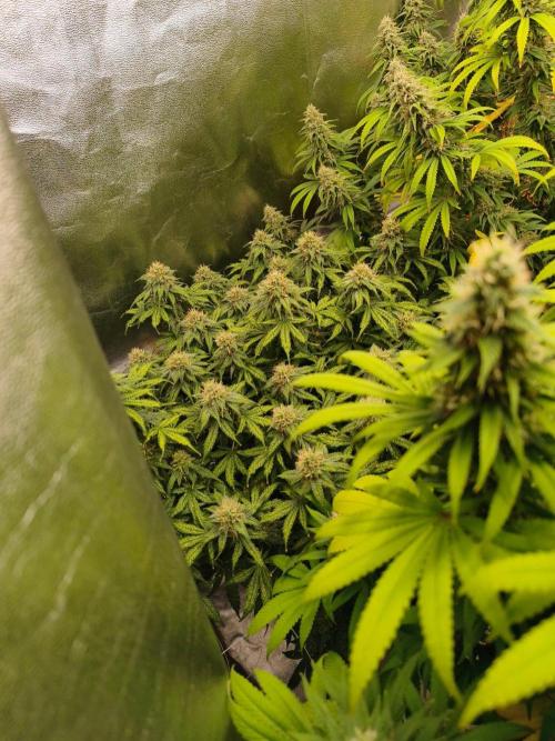 Sommer grow 2026. Week 11