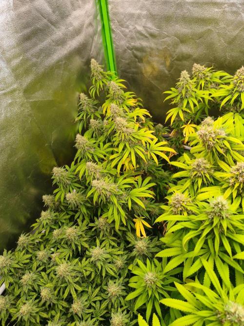 Sommer grow 2026. Week 11