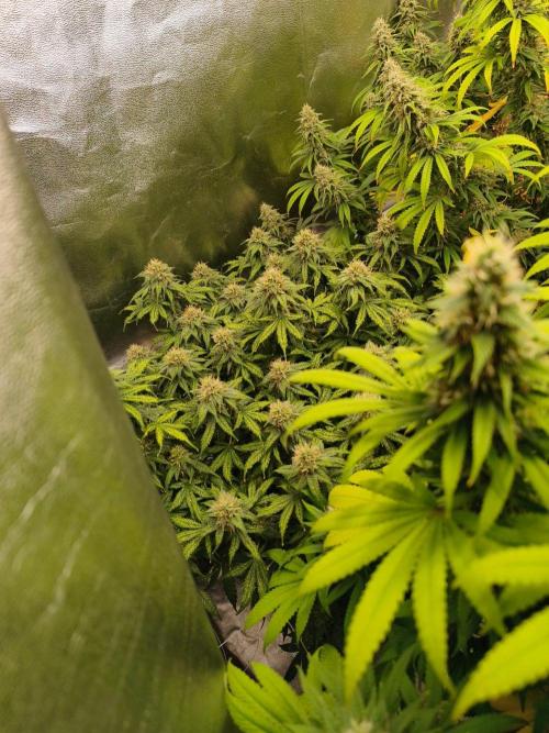 Sommer grow 2026. Week 11