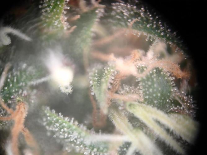 Sommer grow 2026. Week 11