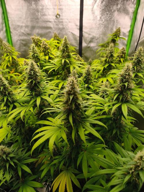Sommer grow 2026. Week 11