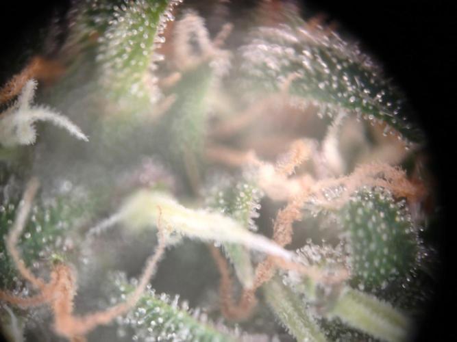 Sommer grow 2026. Week 11