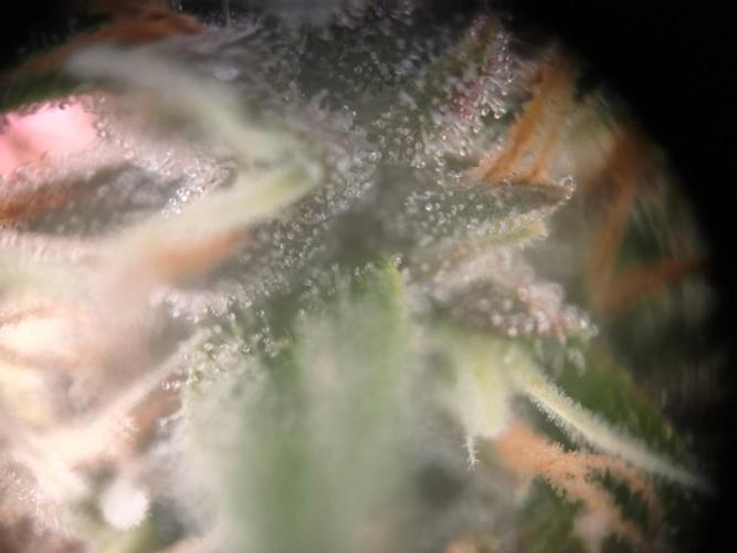 Sommer grow 2026. Week 11
