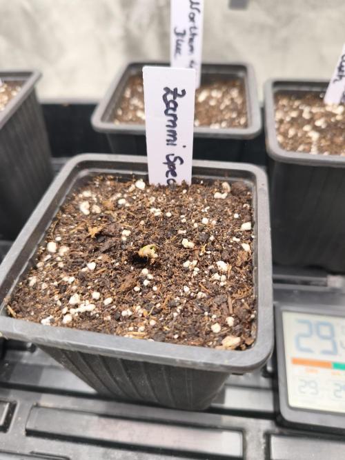 Indica Grow. Week 1