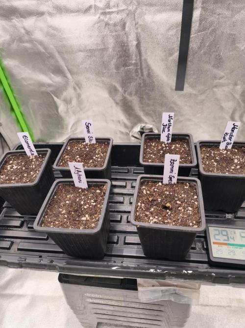 Indica Grow. Week 1