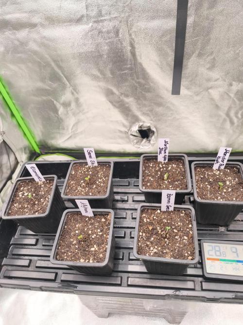 Indica Grow. Week 1
