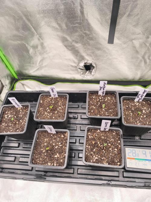 Indica Grow. Week 1