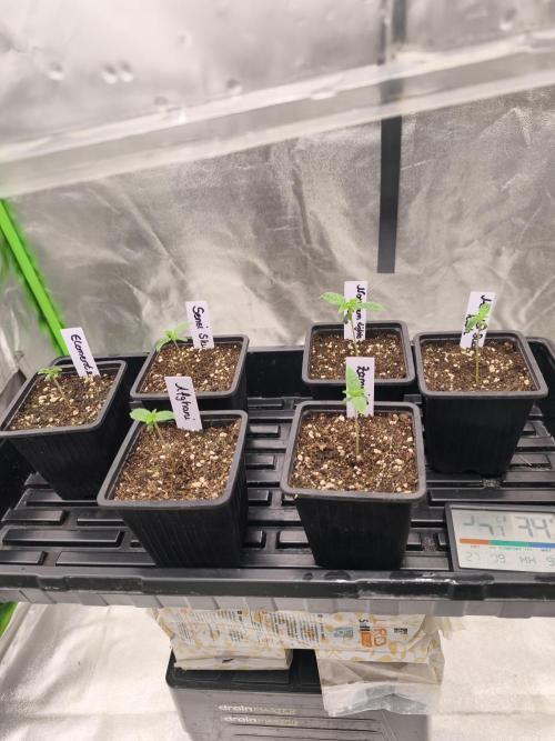 Indica Grow. Week 1