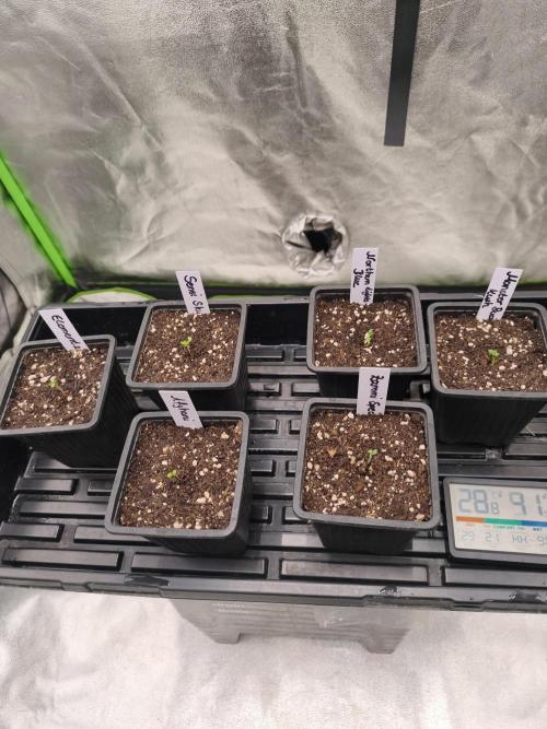 Indica Grow. Week 1
