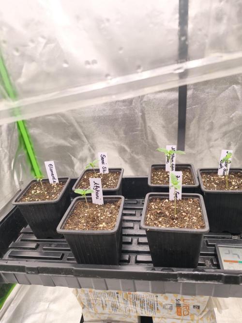 Indica Grow. Week 1