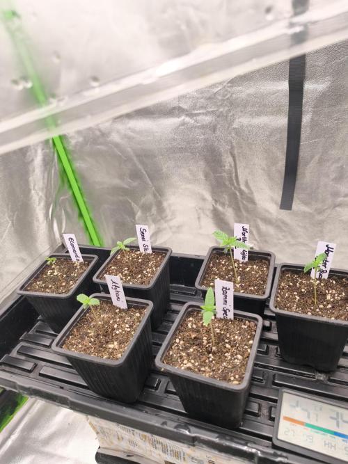 Indica Grow. Week 1