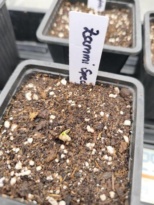 Indica Grow. Week 1