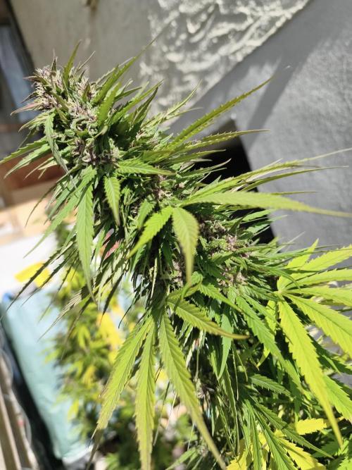 Outdoor femis ♥️. Week 7