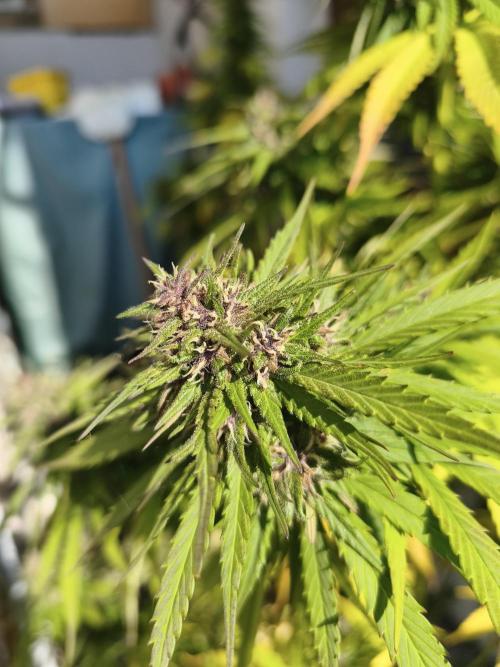 Outdoor femis ♥️. Week 7