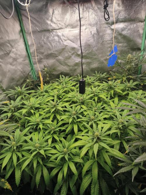 Big Mainline Project. Week 22
