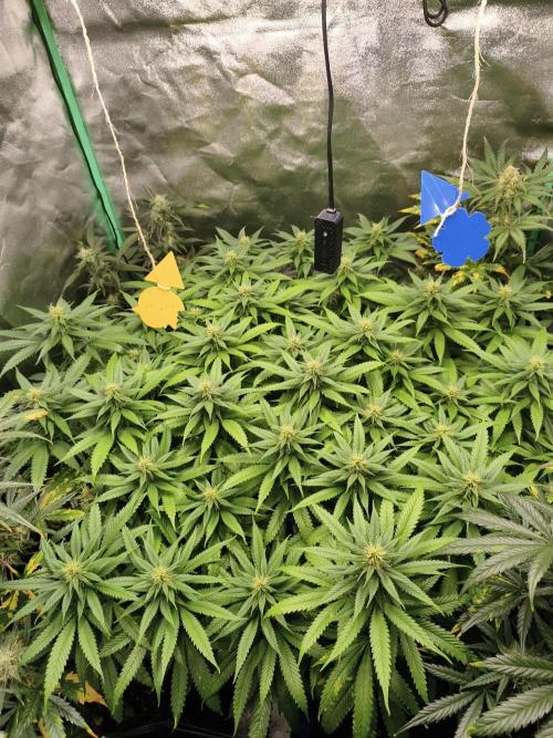 Big Mainline Project. Week 22
