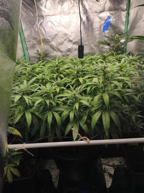 Big Mainline Project. Week 22