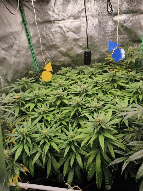 Big Mainline Project. Week 22