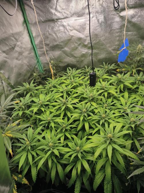 Big Mainline Project. Week 22