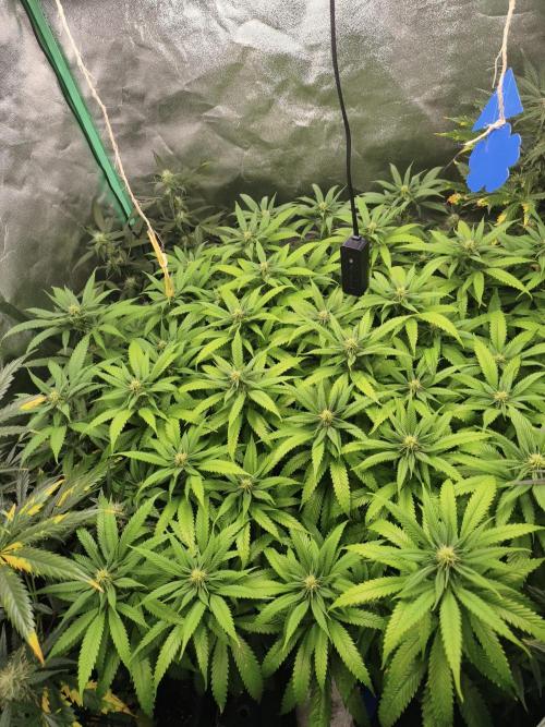 Big Mainline Project. Week 22