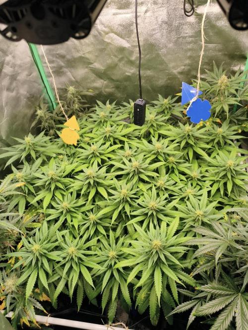 Big Mainline Project. Week 22