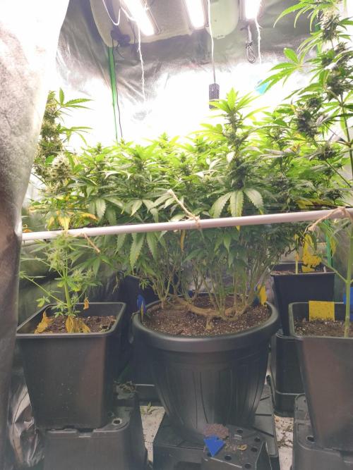 Big Mainline Project. Week 22
