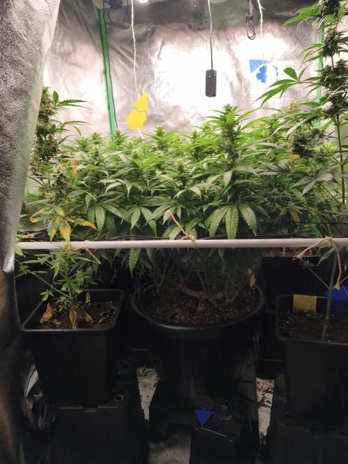 Big Mainline Project. Week 22
