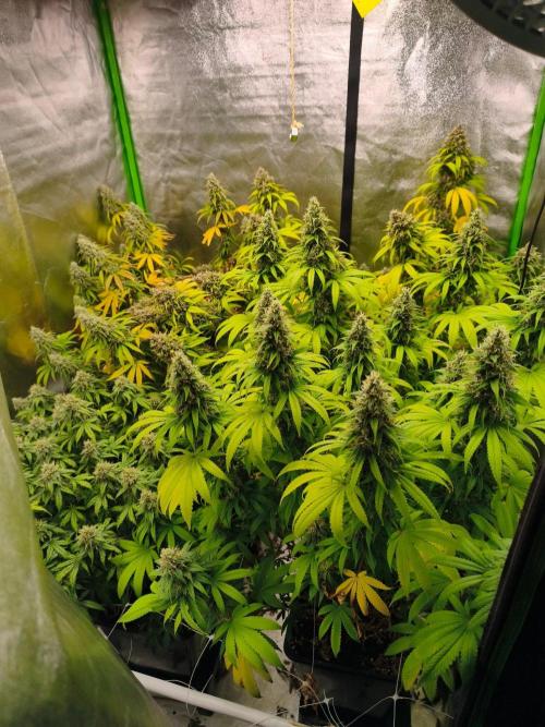 Sommer grow 2026. Week 12