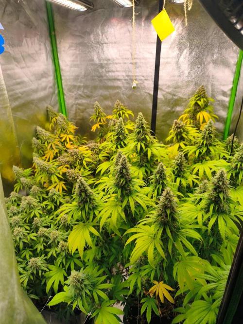 Sommer grow 2026. Week 12