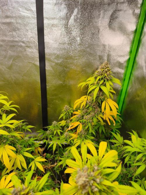 Sommer grow 2026. Week 12