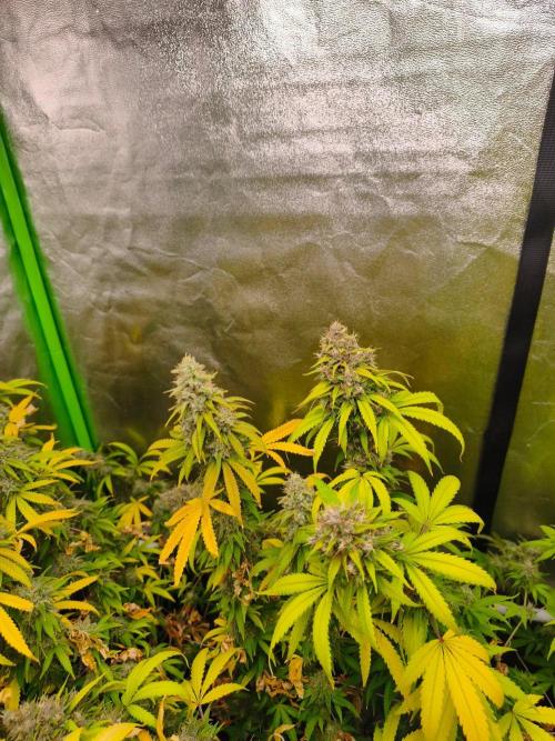 Sommer grow 2026. Week 12