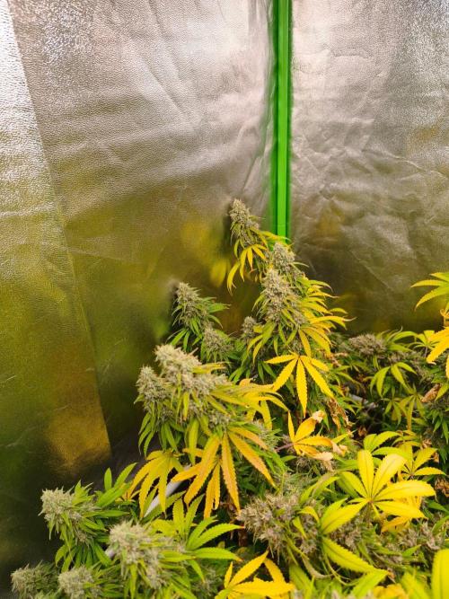 Sommer grow 2026. Week 12