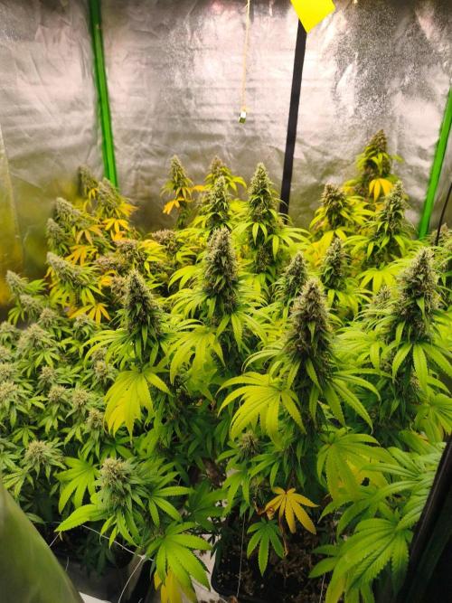 Sommer grow 2026. Week 12