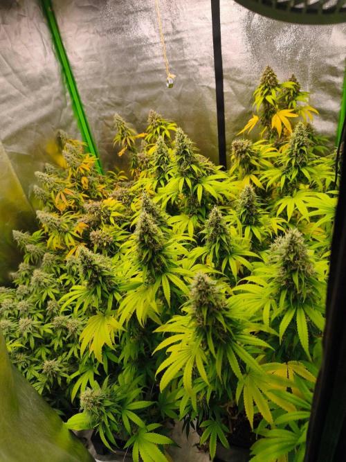 Sommer grow 2026. Week 12