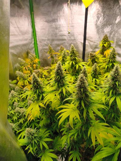 Sommer grow 2026. Week 12