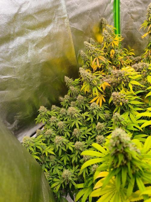 Sommer grow 2026. Week 12