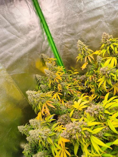 Sommer grow 2026. Week 12