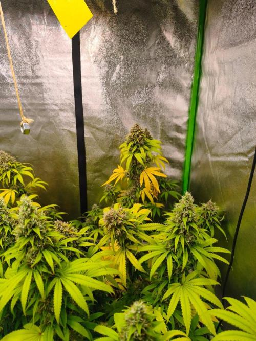Sommer grow 2026. Week 12