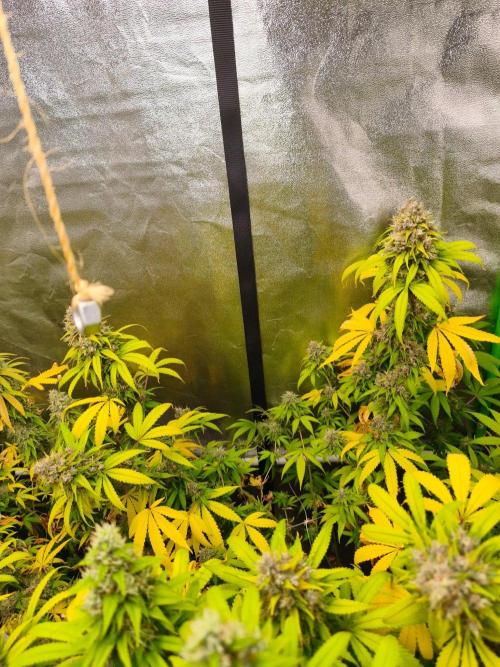 Sommer grow 2026. Week 12
