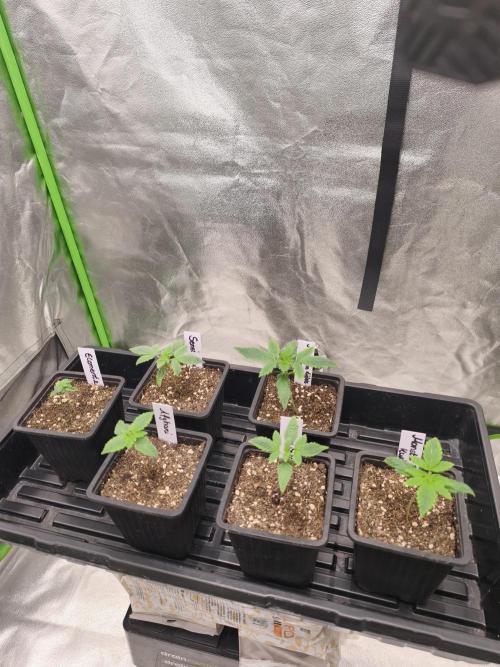 Indica Grow. Week 2