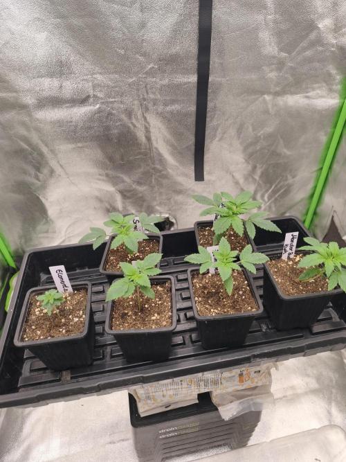 Indica Grow. Week 2