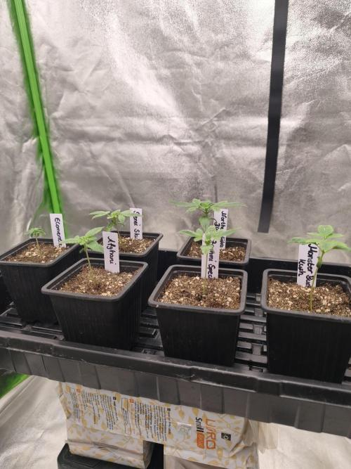 Indica Grow. Week 2